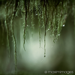 Stock photo collection: Feng Shui - Wood element - Wall Art Prints